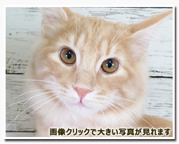 ノルウェージャンフォレストキャット