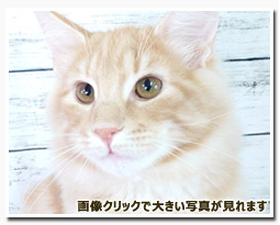 ノルウェージャンフォレストキャット