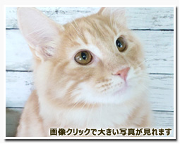 ノルウェージャンフォレストキャット