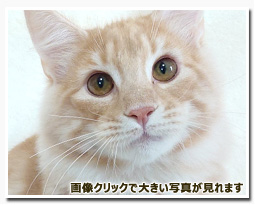 ノルウェージャンフォレストキャット