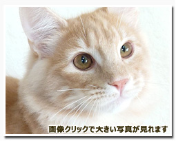 ノルウェージャンフォレストキャット