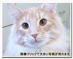 ノルウェージャンフォレストキャット