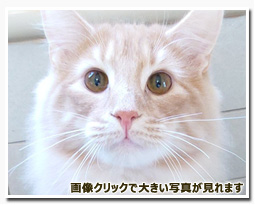 ノルウェージャンフォレストキャット