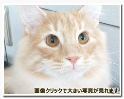 ノルウェージャンフォレストキャット