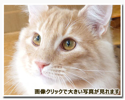 ノルウェージャンフォレストキャット