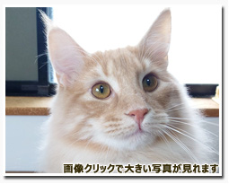 ノルウェージャンフォレストキャット