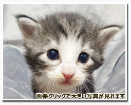 ノルウェージャンフォレストキャット