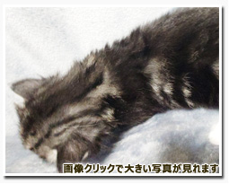 ノルウェージャンフォレストキャット