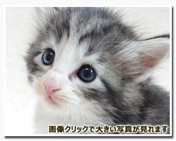 ノルウェージャンフォレストキャット