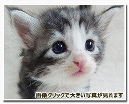 ノルウェージャンフォレストキャット