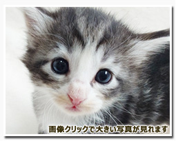 ノルウェージャンフォレストキャット