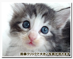 ノルウェージャンフォレストキャット