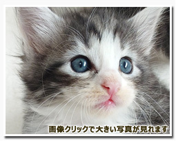 ノルウェージャンフォレストキャット