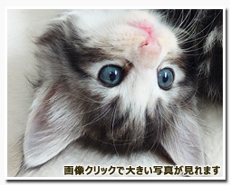 ノルウェージャンフォレストキャット