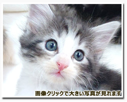 ノルウェージャンフォレストキャット