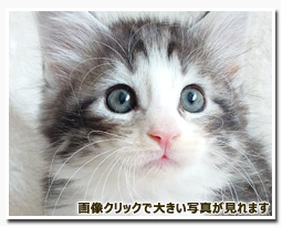 ノルウェージャンフォレストキャット