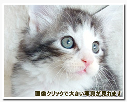 ノルウェージャンフォレストキャット