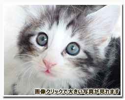 ノルウェージャンフォレストキャット