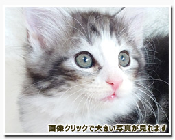 ノルウェージャンフォレストキャット