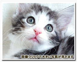 ノルウェージャンフォレストキャット