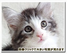 ノルウェージャンフォレストキャット