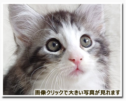 ノルウェージャンフォレストキャット