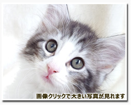 ノルウェージャンフォレストキャット