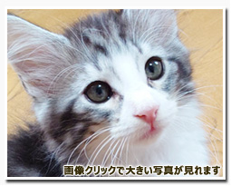 ノルウェージャンフォレストキャット