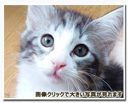 ノルウェージャンフォレストキャット