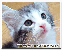 ノルウェージャンフォレストキャット