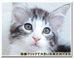 ノルウェージャンフォレストキャット