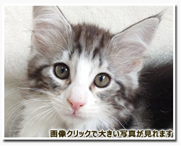 ノルウェージャンフォレストキャット