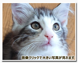 ノルウェージャンフォレストキャット