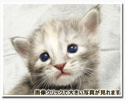 ノルウェージャンフォレストキャット