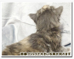 ノルウェージャンフォレストキャット