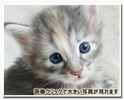 ノルウェージャンフォレストキャット