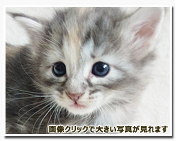 ノルウェージャンフォレストキャット