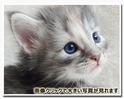 ノルウェージャンフォレストキャット