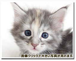 ノルウェージャンフォレストキャット