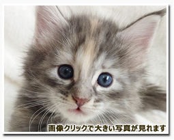 ノルウェージャンフォレストキャット