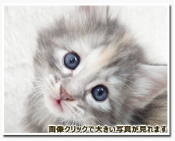 ノルウェージャンフォレストキャット