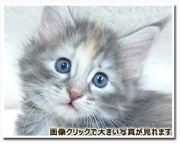 ノルウェージャンフォレストキャット