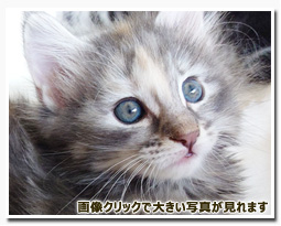 ノルウェージャンフォレストキャット