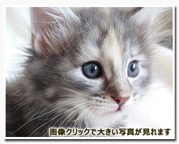 ノルウェージャンフォレストキャット