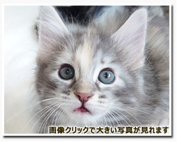 ノルウェージャンフォレストキャット