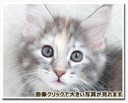 ノルウェージャンフォレストキャット