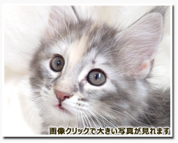 ノルウェージャンフォレストキャット