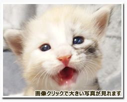 ノルウェージャンフォレストキャット