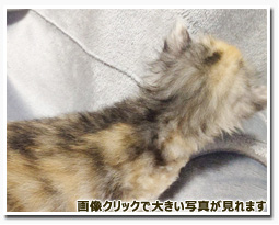 ノルウェージャンフォレストキャット