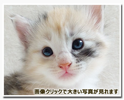 ノルウェージャンフォレストキャット